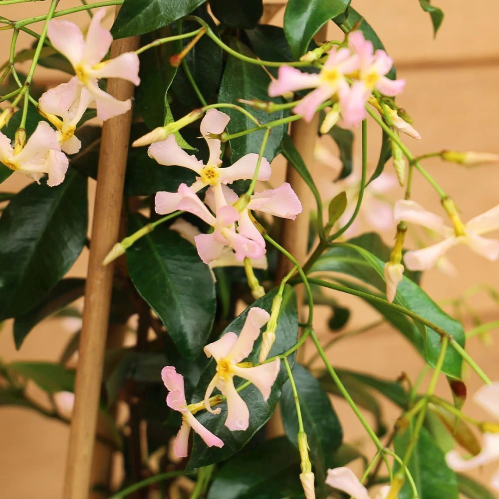 Trachelospermum 'Pink Showers' 3 Litre 3 Trachelospermum 'Pink Showers' 3 Litre
