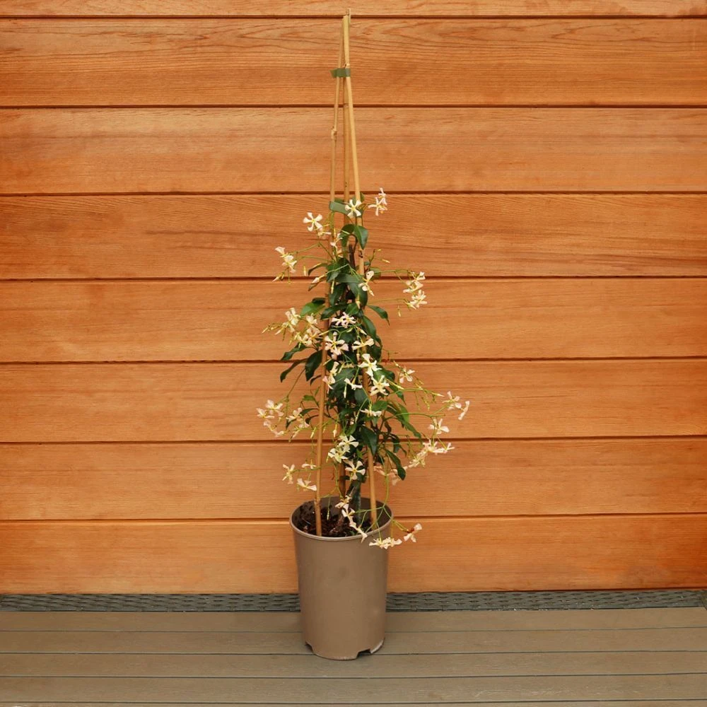 Trachelospermum 'Pink Showers' 3 Litre 4 Trachelospermum 'Pink Showers' 3 Litre - Image 2