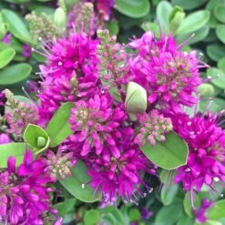 Hebe Addenda Donna Nikka 2 Litre