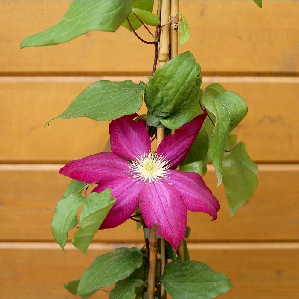 Clematis Hybrids 2 Litre 4 Clematis Hybrids 2 Litre - Image 2