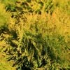 Thuja Occidentalis 'Jantar' 4.5 Litre