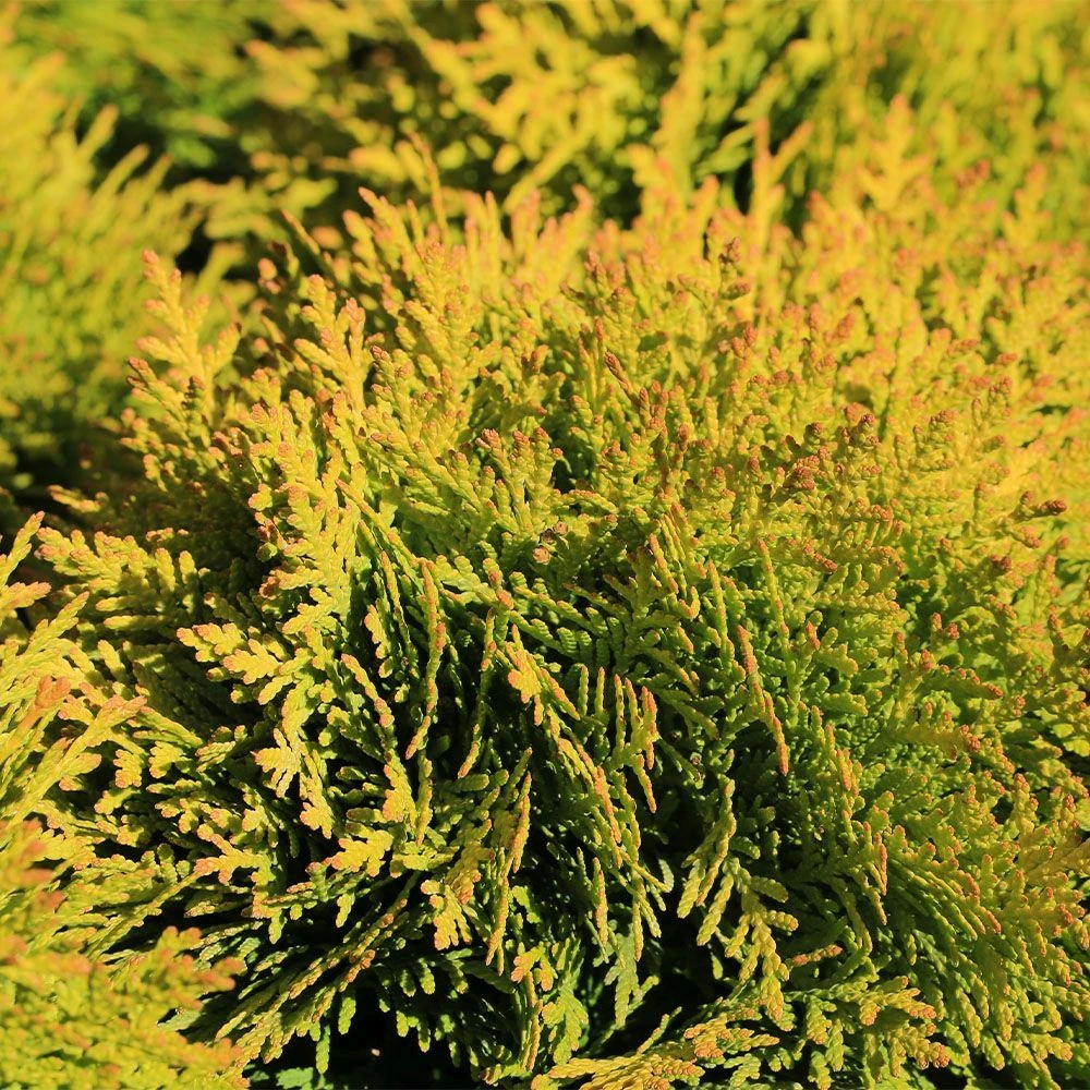 Thuja Occidentalis 'Jantar' 4.5 Litre 3 Thuja Occidentalis 'Jantar' 4.5 Litre