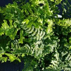 Dryopteris Affinis 'Cristata The King' 7.5 Litre