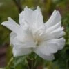 Hibiscus Syriacus 'White Chiffon' 4.5 Litre
