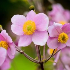 Japanese Anemone 3 Litre