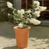 Tall Flowerpot -Terra Bloom Furniture Shop 10165991 TallFlowerPot2