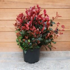 Photinia Fraseri 'Little Red Robin' Ball 5 Litre -Terra Bloom Furniture Shop 1017175020 20Outdoor20Plants202023 Photinia201