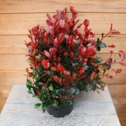 New Arrival -Terra Bloom Furniture Shop 1017175020 20Outdoor20Plants202023 Photinia202
