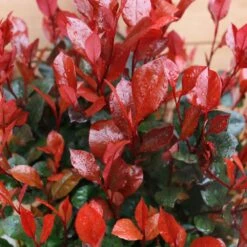 New Arrival 5 Photinia Fraseri 'Little Red Robin' Ball 5 Litre