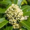 Skimmia Japonica 'Kew Green' 5 Litre -Terra Bloom Furniture Shop 10193599 Skimmia20Kew20Green shutterstock 2297965553