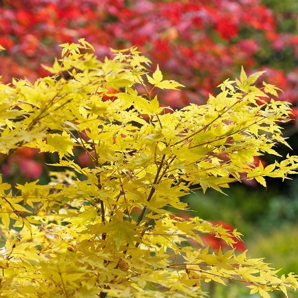 Acer Palmatum 'Bihoo' 14 Litre 2 Acer Palmatum 'Bihoo' 14 Litre