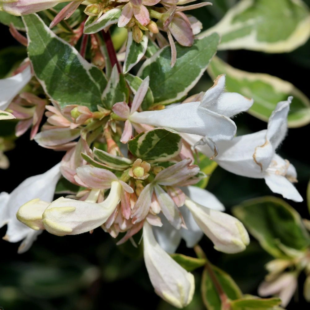 Abelia X Grandiflora 'Sparkling Silver' 2.5 Litre 3 Abelia X Grandiflora 'Sparkling Silver' 2.5 Litre