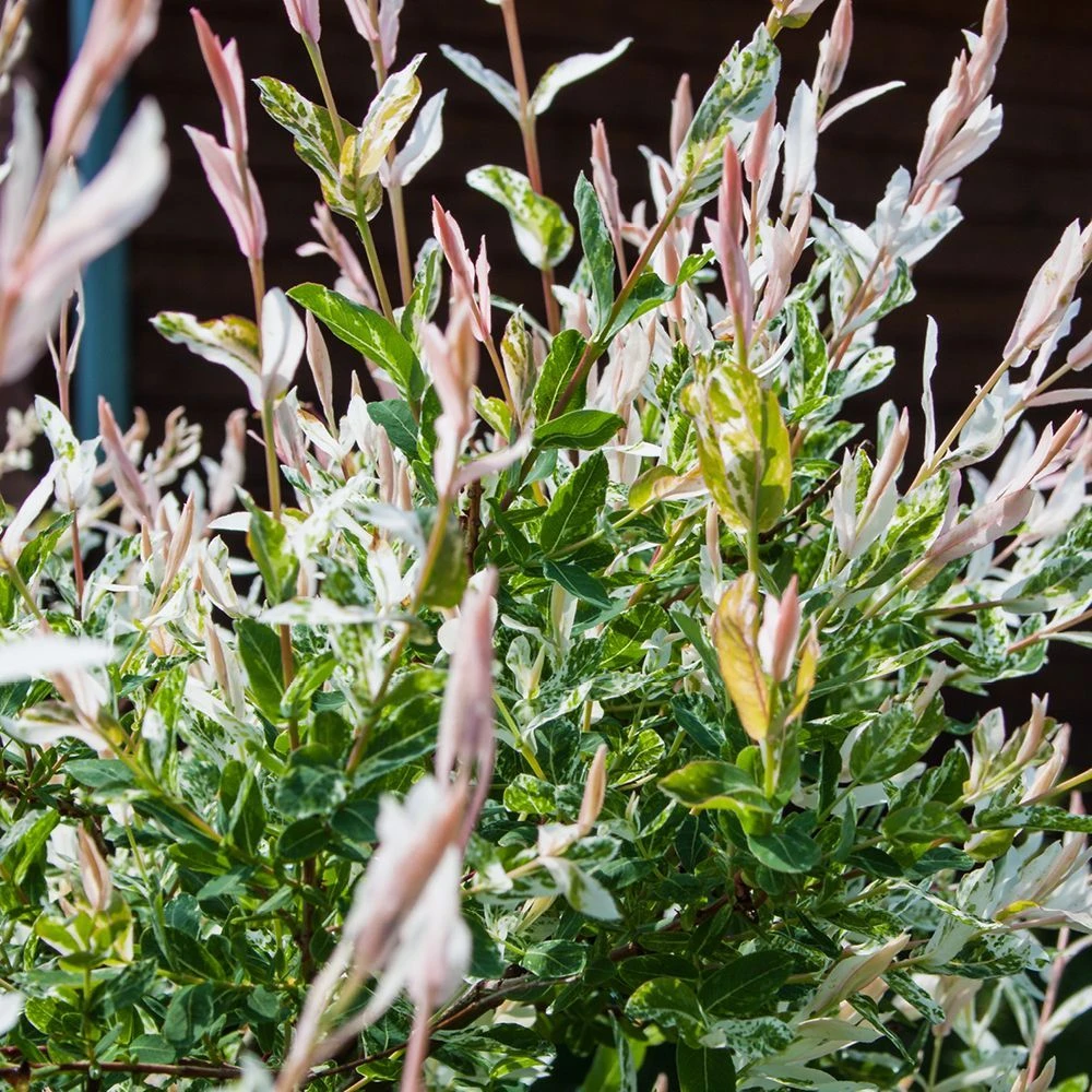 Salix Integra 'Hakuro-nishiki' Standard 3 Litre 3 Salix Integra 'Hakuro-nishiki' Standard 3 Litre