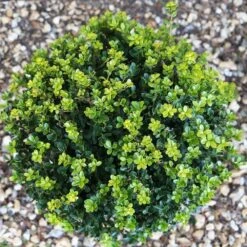 Holly - Ilex Crenata 'Green Hedger' 10 Litre -Terra Bloom Furniture Shop 1020961720 20Green20Hedger2010L top