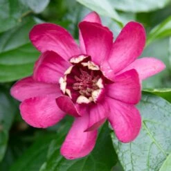 Calycanthus 'Aphrodite' 4 Litre