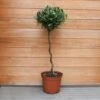 Laurus Nobilis (Bay Tree) 1/2 Standard Spiral Stem -Terra Bloom Furniture Shop 1021760920 20Outdoor20plants202023 Bay20Tree20Spiral201