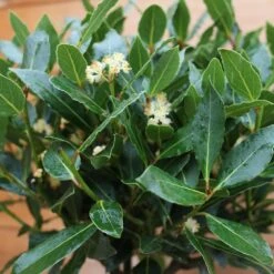 Laurus Nobilis (Bay Tree) 1/2 Standard Spiral Stem 7 Laurus Nobilis (Bay Tree) 1/2 Standard Spiral Stem -Terra Bloom Furniture Shop 1021760920 20Outdoor20plants202023 Bay20Tree20Spiral203