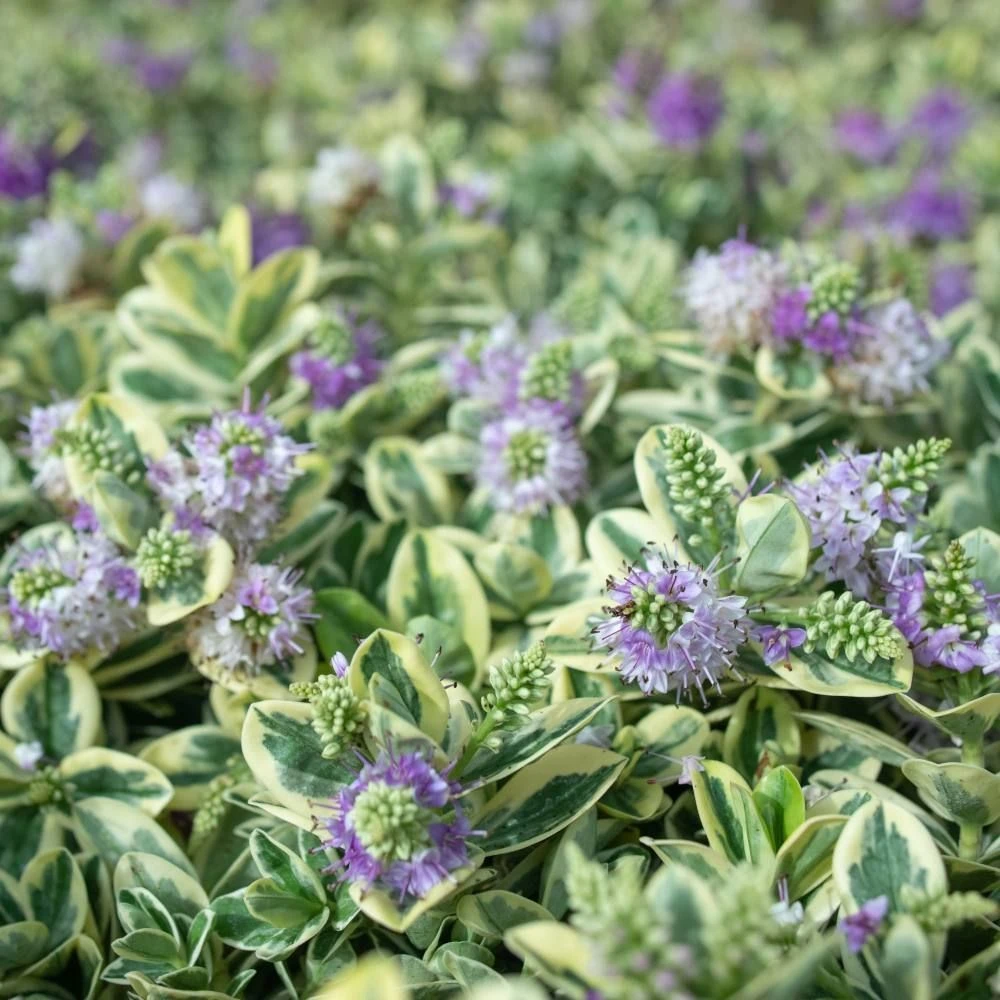 Hebe Variegated 7.5 Litre 3 Hebe Variegated 7.5 Litre