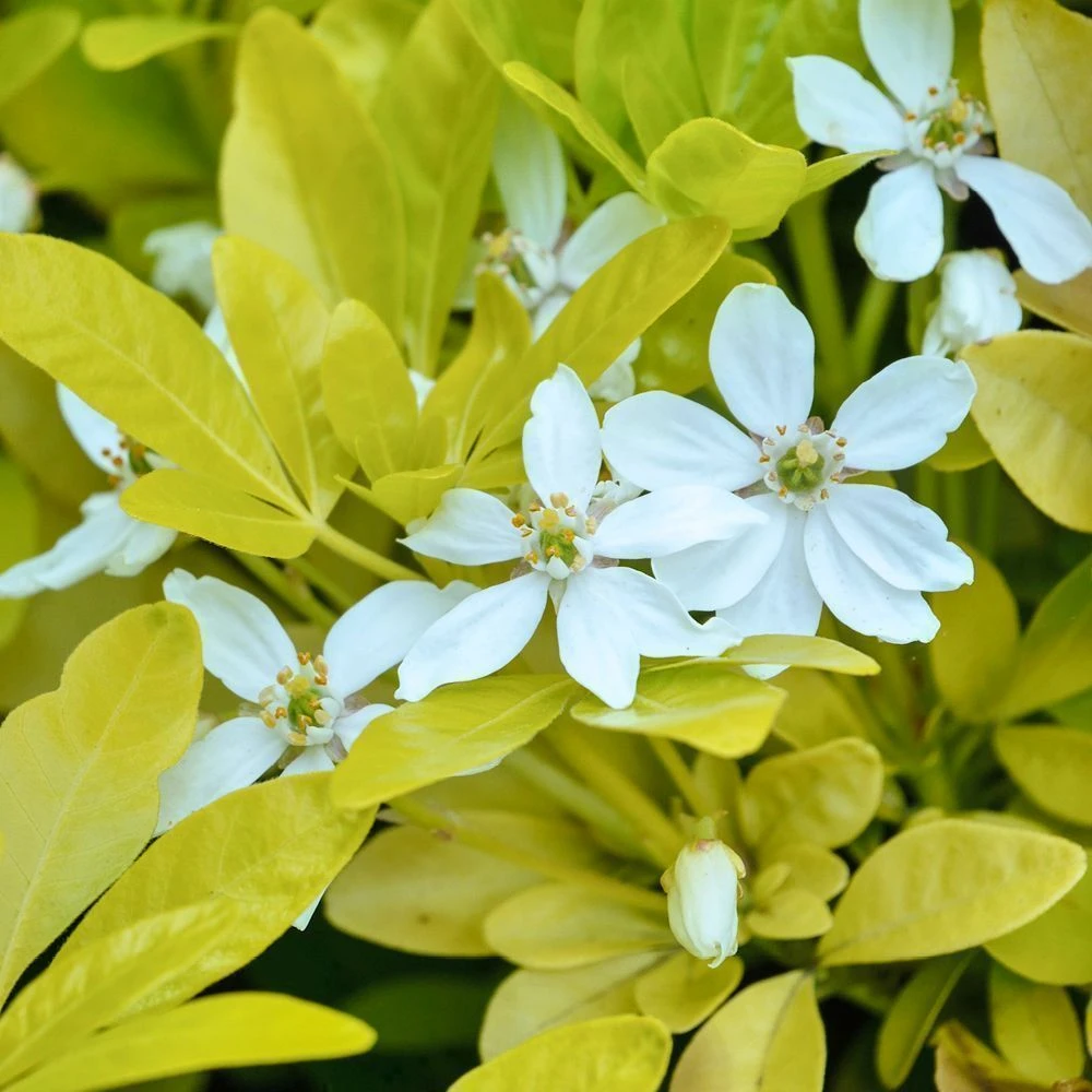 Choisya Ternata 'Sundance' 4.5 Litre 3 Choisya Ternata 'Sundance' 4.5 Litre