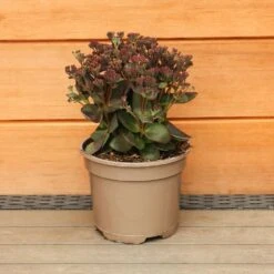 Sedum Telephium 'Conga Line' 2 Litre 7 Sedum Telephium 'Conga Line' 2 Litre -Terra Bloom Furniture Shop 1023274020 20Sedum20Conga20Line 501980101665 IMG 7895