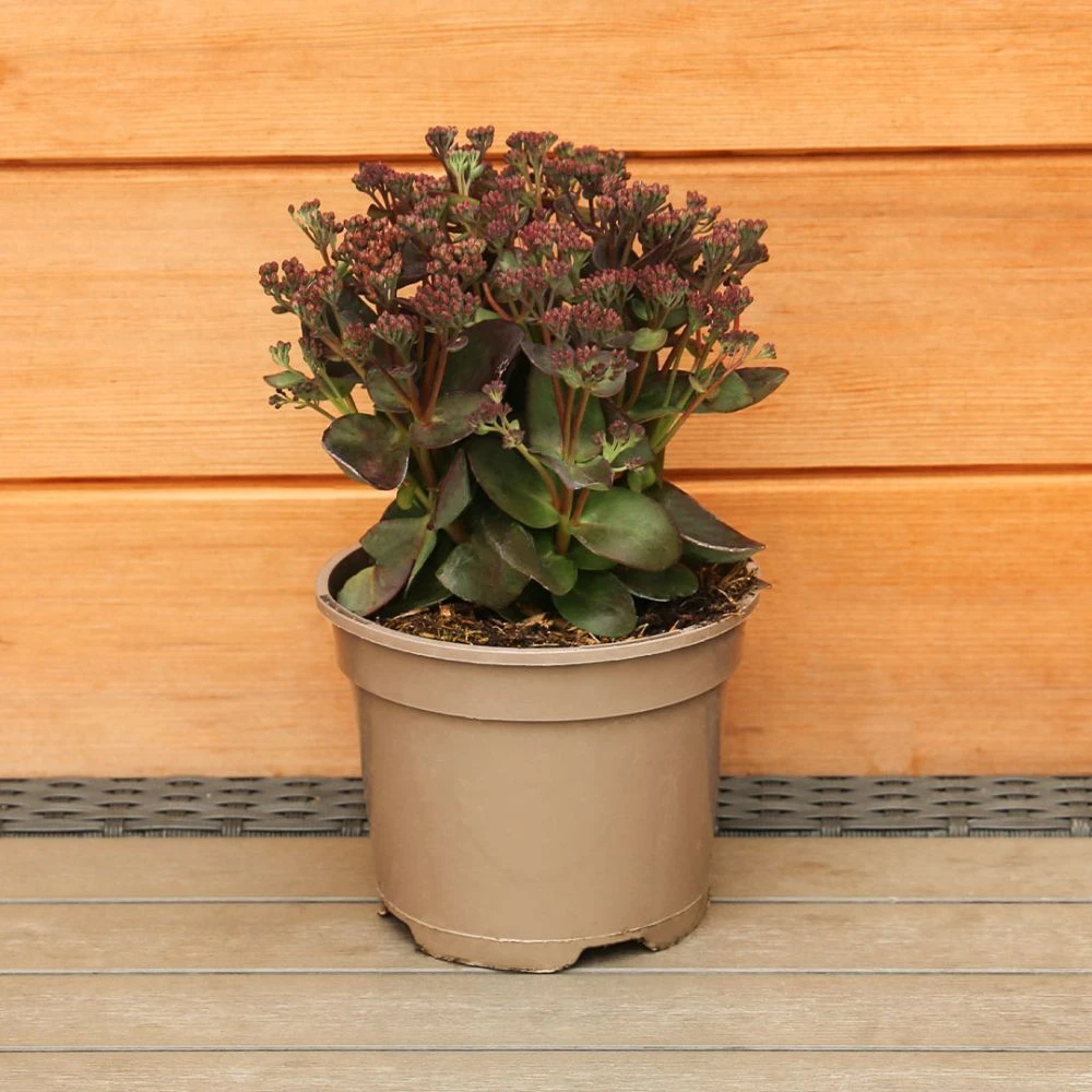 Sedum Telephium 'Conga Line' 2 Litre 5 Sedum Telephium 'Conga Line' 2 Litre - Image 3