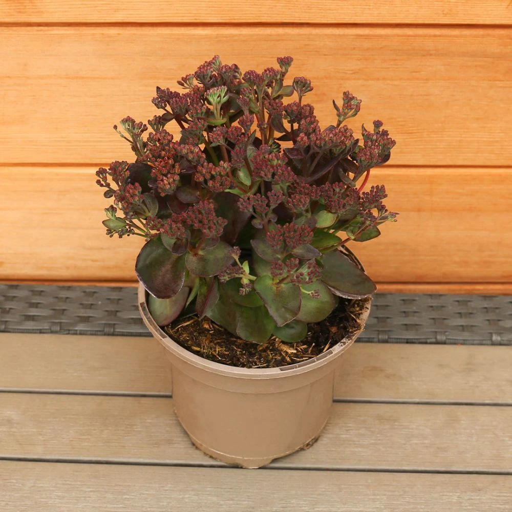 Sedum Telephium 'Conga Line' 2 Litre 4 Sedum Telephium 'Conga Line' 2 Litre - Image 2