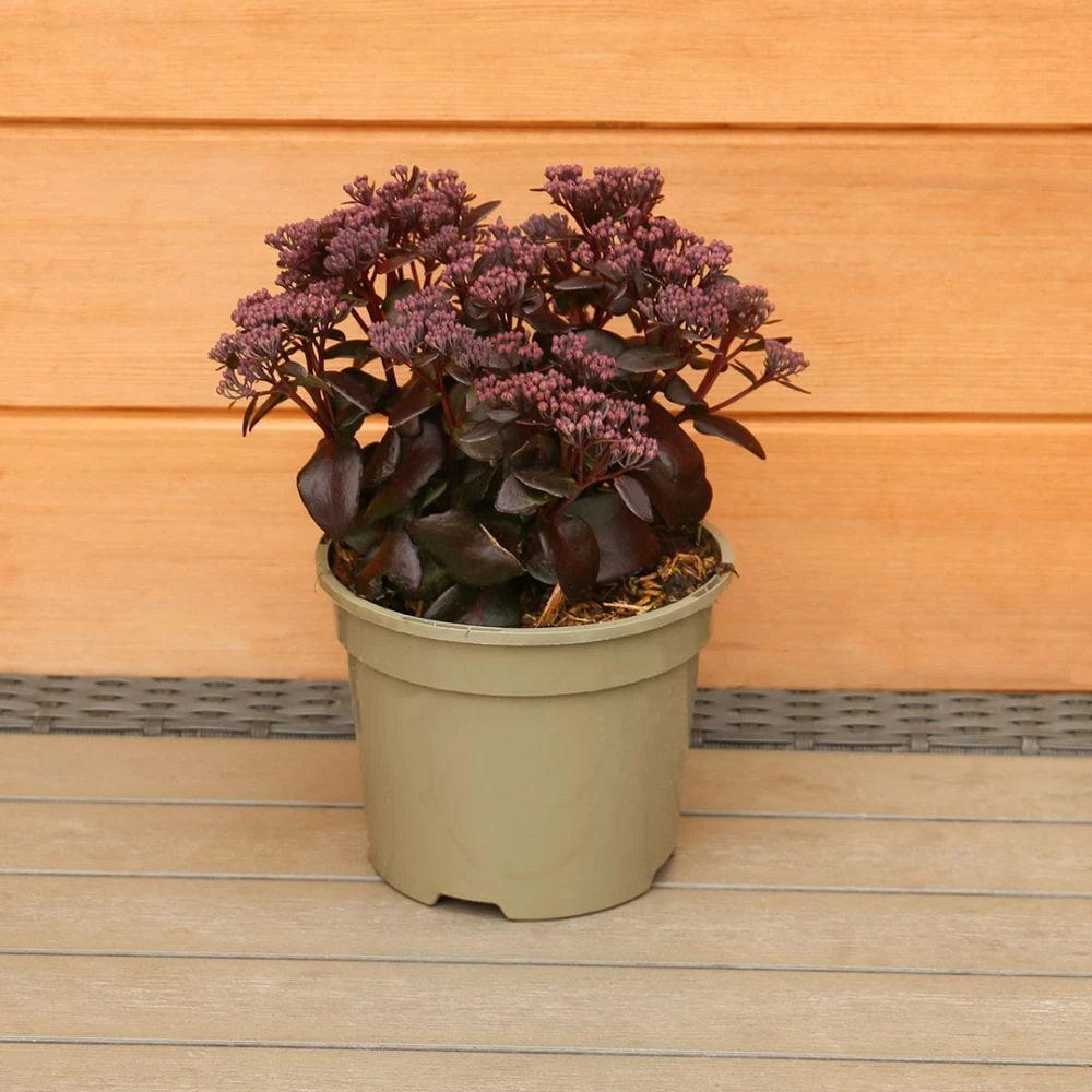 Sedum Telephium 'Dark Magic' 2 Litre 5 Sedum Telephium 'Dark Magic' 2 Litre - Image 3