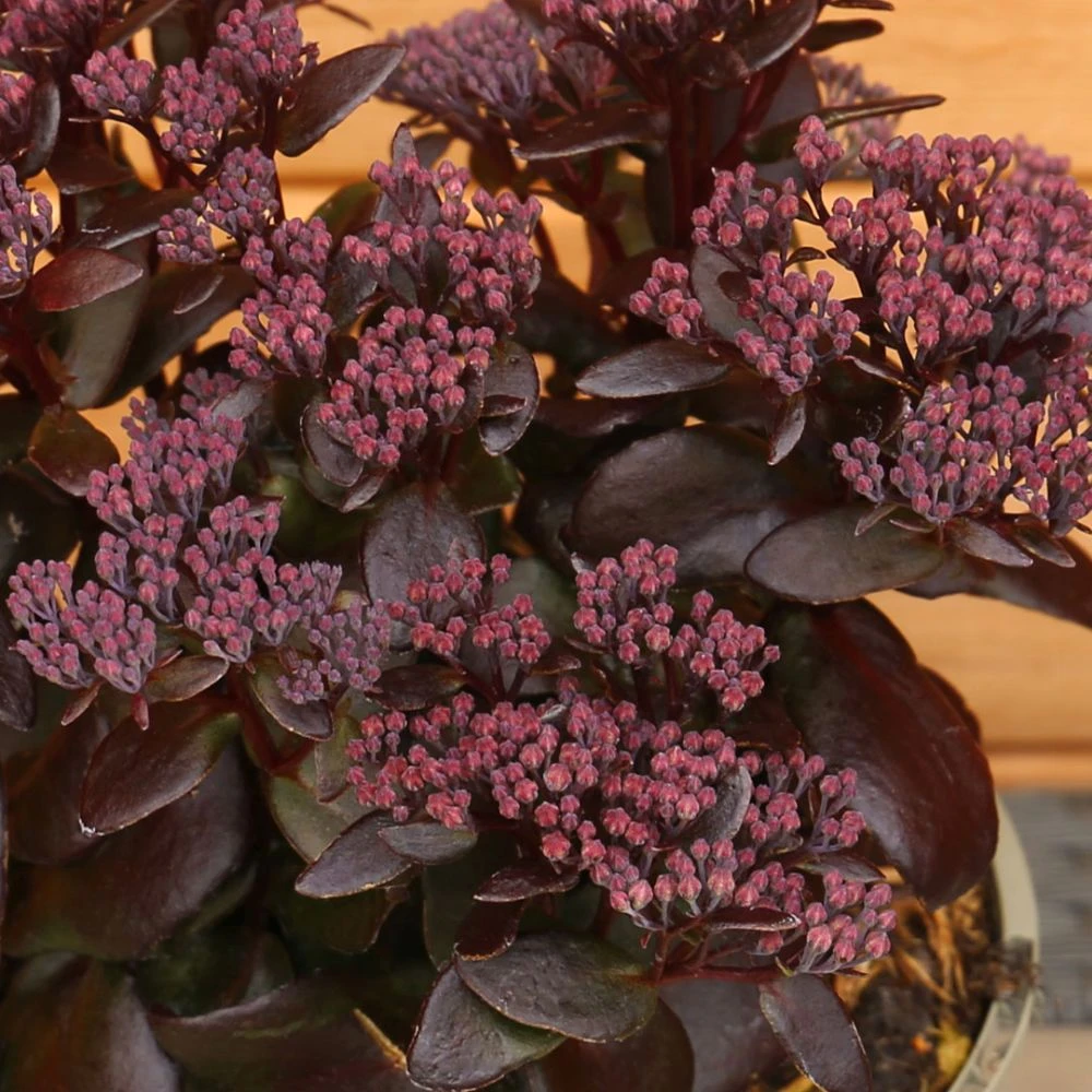 Sedum Telephium 'Dark Magic' 2 Litre 3 Sedum Telephium 'Dark Magic' 2 Litre
