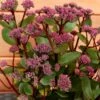 Sedum Telephium 'Double Martini' 2 Litre