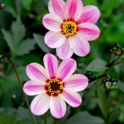 Dahlia 'Mystic Dreamer' 3 Litre