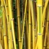 Phyllostachys Spectabilis 80cm To 100cm