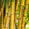 Phyllostachys Aureosulcata 80cm To 100cm -Terra Bloom Furniture Shop 10233980 Phyllostachys Aureosulcatis Evergreen SS