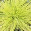 Festuca Glauca 'Amigold' 2 Litre -Terra Bloom Furniture Shop 1023724720 20Festuca20Amigold202L