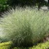 Miscanthus Sinensis 'Morning Light' 5 Litre 1 Miscanthus Sinensis 'Morning Light' 5 Litre -Terra Bloom Furniture Shop 1024460920 20Miscanthus20Morning20Light shutterstock 655705312