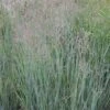 Panicum Virgatum 'Heavy Metal' 5 Litre -Terra Bloom Furniture Shop 10244612 Panicum20Heavy20Metal shutterstock 2098141633