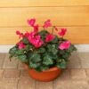 Cylcamen Bowl Burgundy 33cm -Terra Bloom Furniture Shop 1024672520Cyclamen20Burgundy2027cm