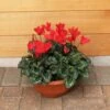 Cylcamen Bowl Red 33cm -Terra Bloom Furniture Shop 1024673120Cyclamen20Red2027cm