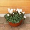 Cylcamen Bowl White 33cm -Terra Bloom Furniture Shop 1024673220Cyclamen20White2027cm