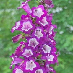 Penstemon Collection 3 Litre 7 Penstemon Collection 3 Litre -Terra Bloom Furniture Shop 1024680320 20Penstemon20Cha20Cha20collection 320SS