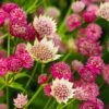 Astrantia Collection 3 Litre 1 Astrantia Collection 3 Litre -Terra Bloom Furniture Shop 10248611 Astrantia20Moulin20Rouge20SS