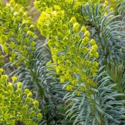 Euphorbia 'Humpty Dumpty' 3 Litre