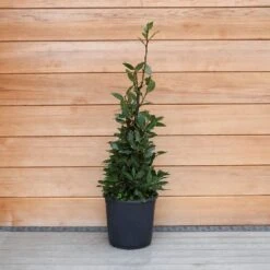 Laurus Nobilis (Bay Tree) Pyramid 80cm