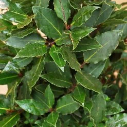 Laurus Nobilis (Bay Tree) Pyramid 80cm -Terra Bloom Furniture Shop 1025124220 20Outdoor20plants202023 Bay20Tree20Pyramid2080cm203