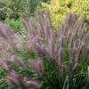 Pennisetum 'Red Head' 5 Litre -Terra Bloom Furniture Shop 10258248 Pennisetum20Red20Head 10258248 shutterstock 782976970