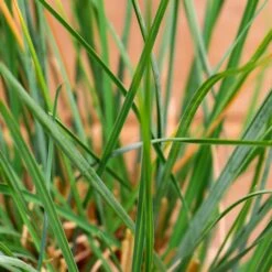 Sesleria 'Summer Skies' 3 Litre