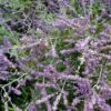 Caryopteris Clandonensis 'Sterling Silver' 4.5 Litre