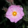 Cistus 'Silver Pink' 4.5 Litre -Terra Bloom Furniture Shop 10260856 Cistus20Silver20Pink shutterstock 487902307