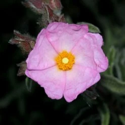 Cistus 'Silver Pink' 4.5 Litre