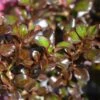 Coprosma 'Purple Haze' 4.5 Litre