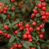 Cotoneaster 'Coral Beauty' 4.5 Litre -Terra Bloom Furniture Shop 10260884 Cotoneaster20Coral20Beauty shutterstock 326151020